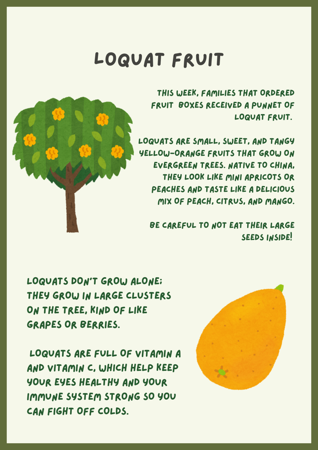 What is a&nbsp;Loquat?